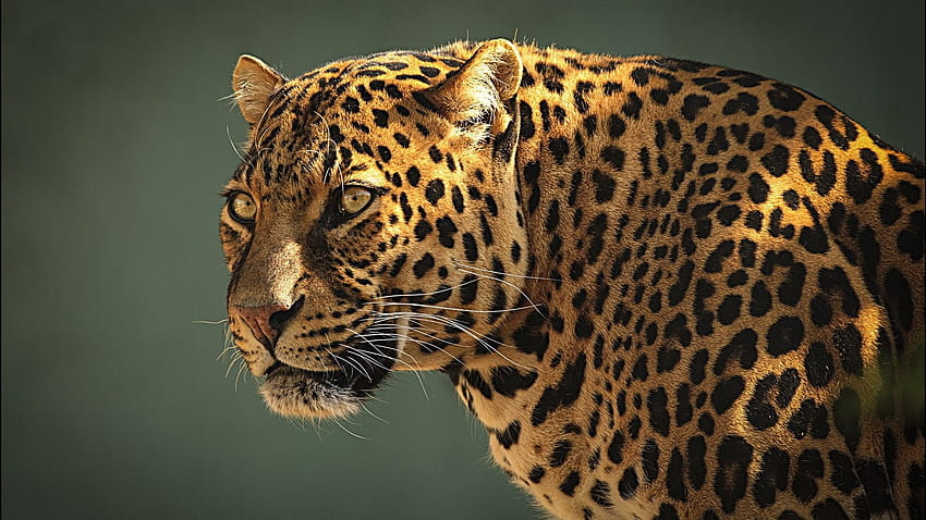 Jaguar Animal gallery [] for your , Mobile & Tablet. Explore Jaguar Animal  . Black Jaguar , Jaguar , Jaguar, Jaguar Cat HD wallpaper | Pxfuel