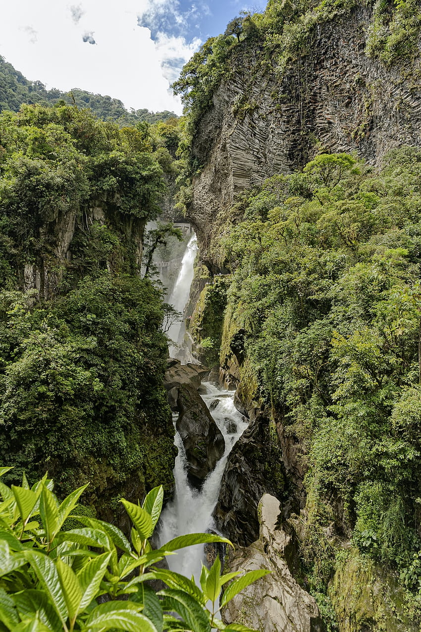 Виахеро, бразилска тропическа гора HD тапет за телефон