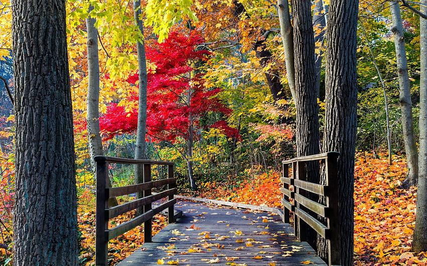 Autumn Park, foglie, legno, caduta, colori, ponte, alberi Sfondo HD
