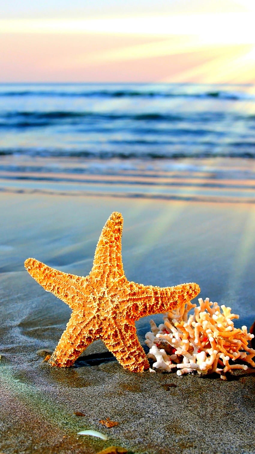 Cute Summer, Star Fish, Beach Background HD phone wallpaper