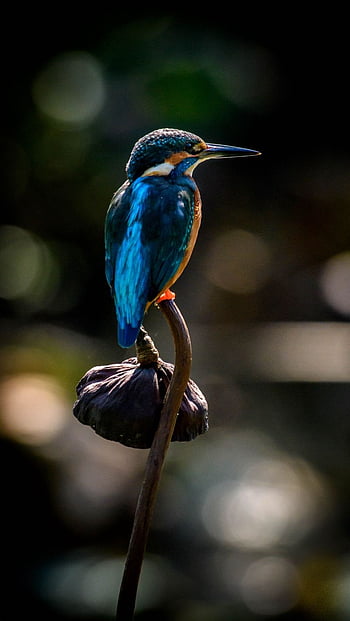 Kingfisher, bird, beak, flower iphone HD phone wallpaper | Pxfuel