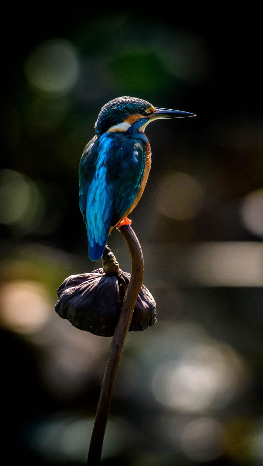 martim-pescador, pássaro, bico, flor iphone Papel de parede de celular HD