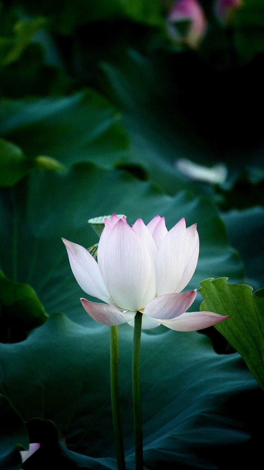 Kwiat Lotosu, Jasnoróżowy Lotos Tapeta na telefon HD