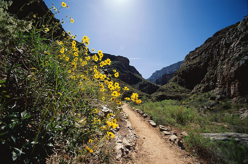 Natura, kwiaty, kamienie, góry, droga, ścieżka, szlak Tapeta HD