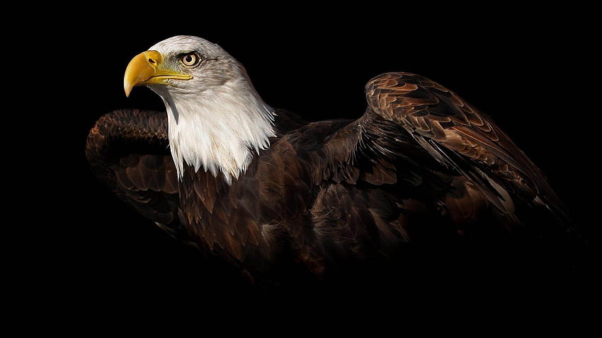 Bald Eagle Flying Over Mountains : High 900×634 HD wallpaper