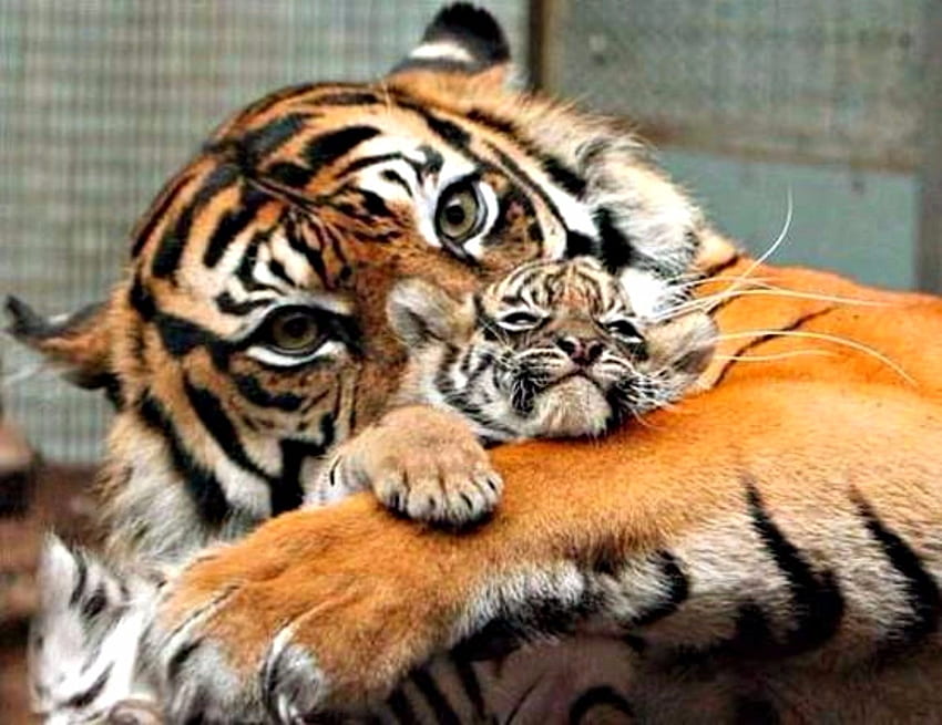 Tiger Mother Love, ominous, Paws, Cub, Animals, Yellow, Tiger, Eyes, Cat, Large HD wallpaper