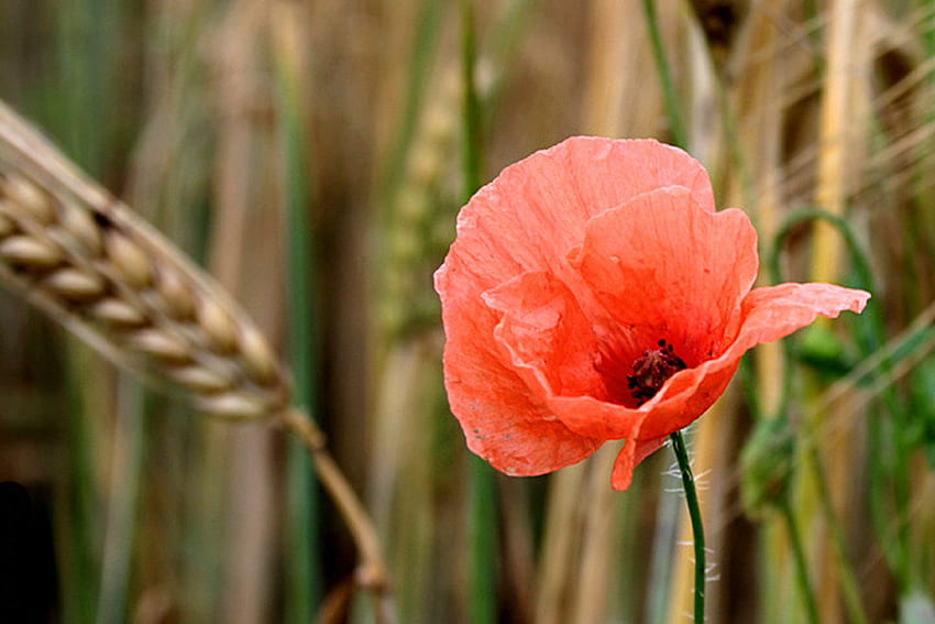 Poppy in the Fields, poppy, flower, red, nature, lonely HD wallpaper
