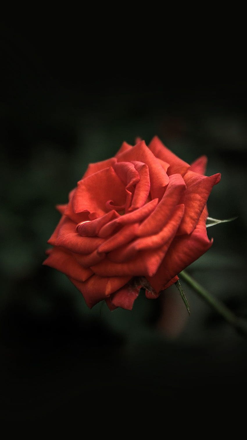 Червена роза за iPhone 6 HD тапет за телефон