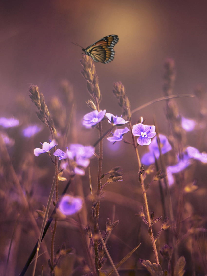 Papillon sur fleurs violettes - iPhone, Android et arrière-plan, papillons d'automne Fond d'écran de téléphone HD