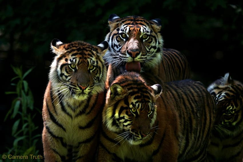 la gloria de una madre, gatos, hermanos, tigres, animales fondo de pantalla
