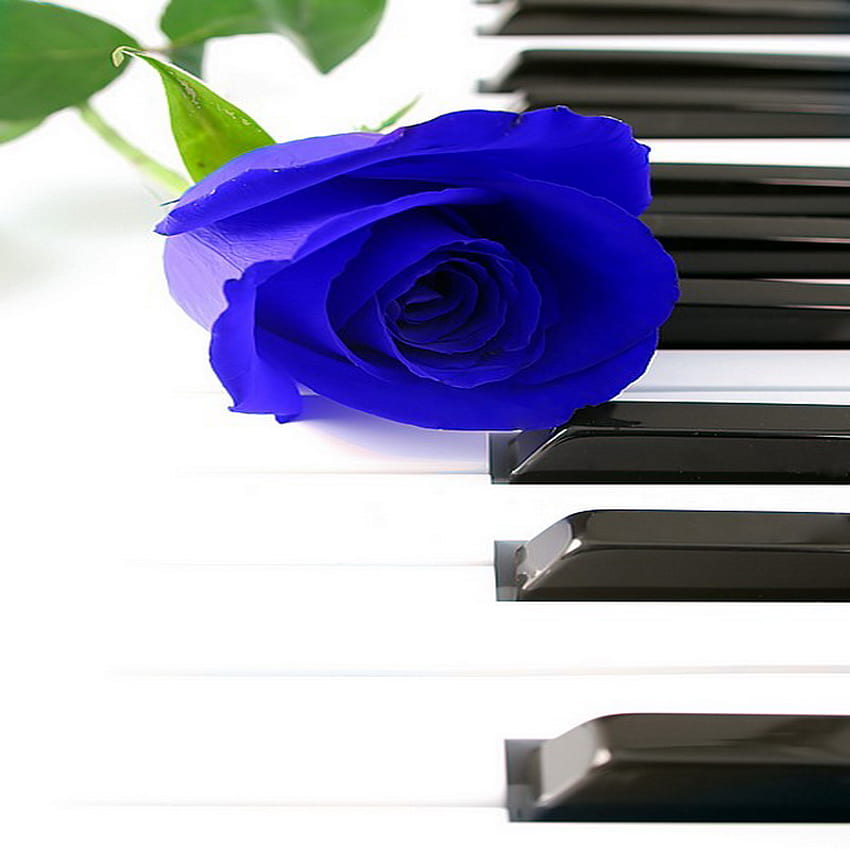 blu, rosa, pianoforte, melodia Sfondo HD