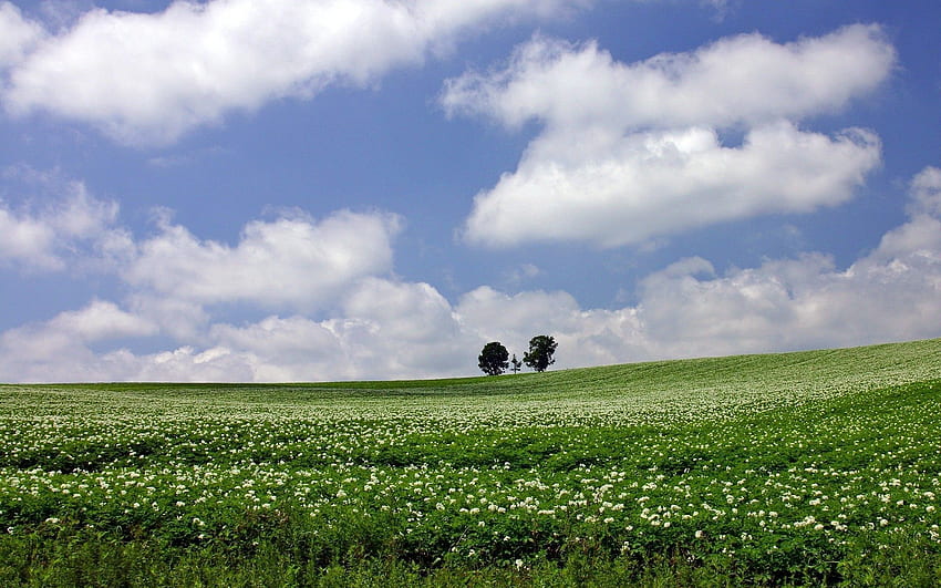 Natur, Bäume, Horizont, Feld, Bauernhof, Wirtschaft HD-Hintergrundbild