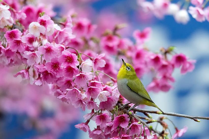 Spring, Animals, Flowers, Sakura, Beauty, Branch, Japanese White Eye HD wallpaper