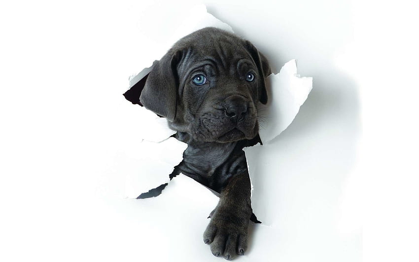 Cane Corso, kağıt, evcil hayvan, köpek yavrusu, siyah Cane Corso, sevimli hayvanlar, çözünürlükte köpekler . Yüksek kalite HD duvar kağıdı