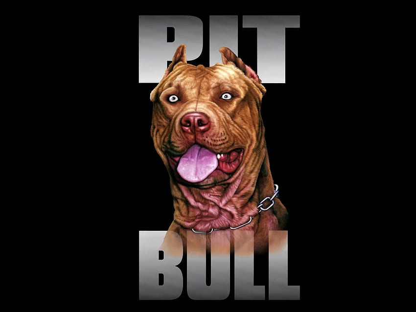 asd, Pit Bull HD wallpaper