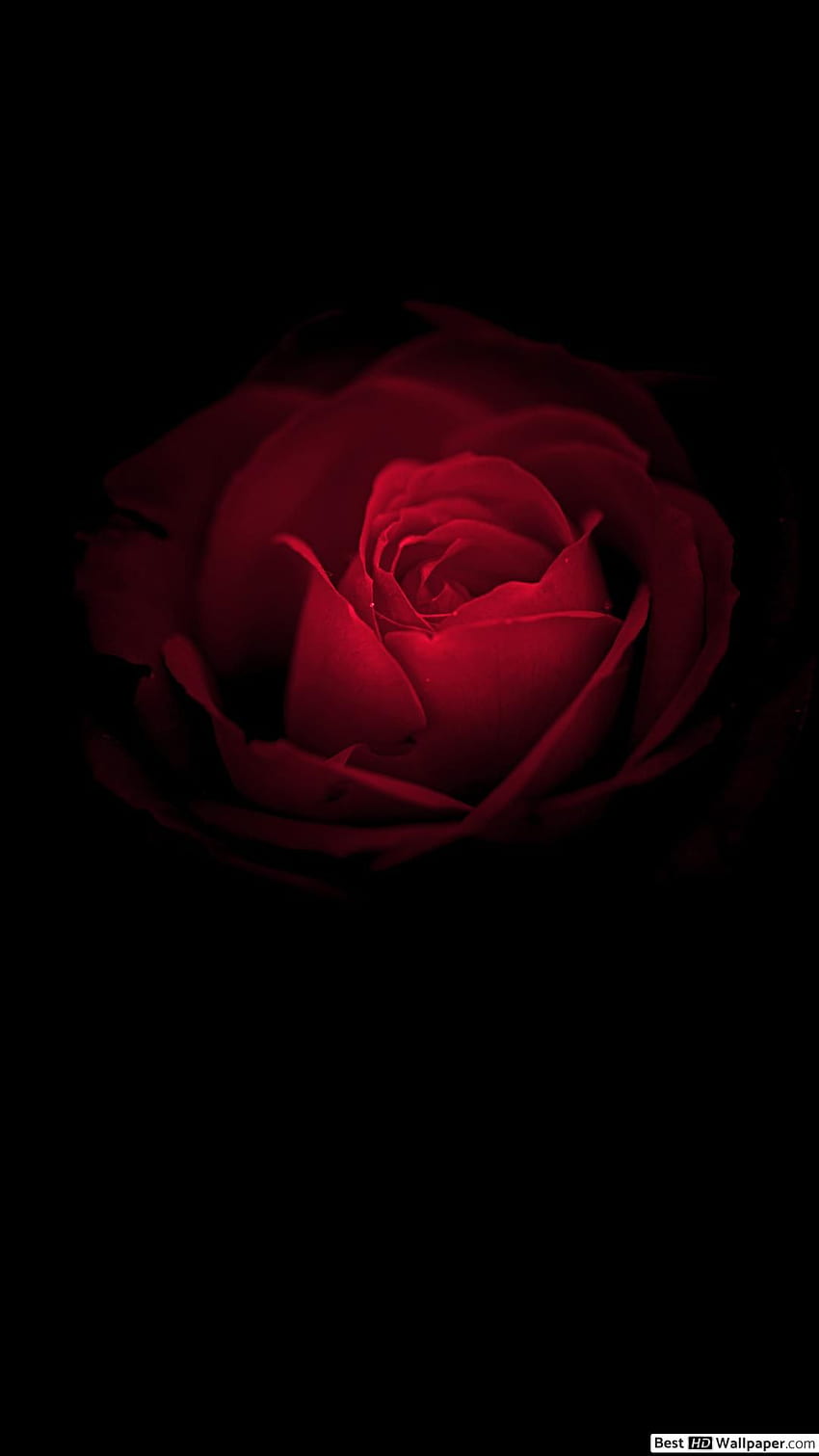 Red rose in the dark HD phone wallpaper | Pxfuel