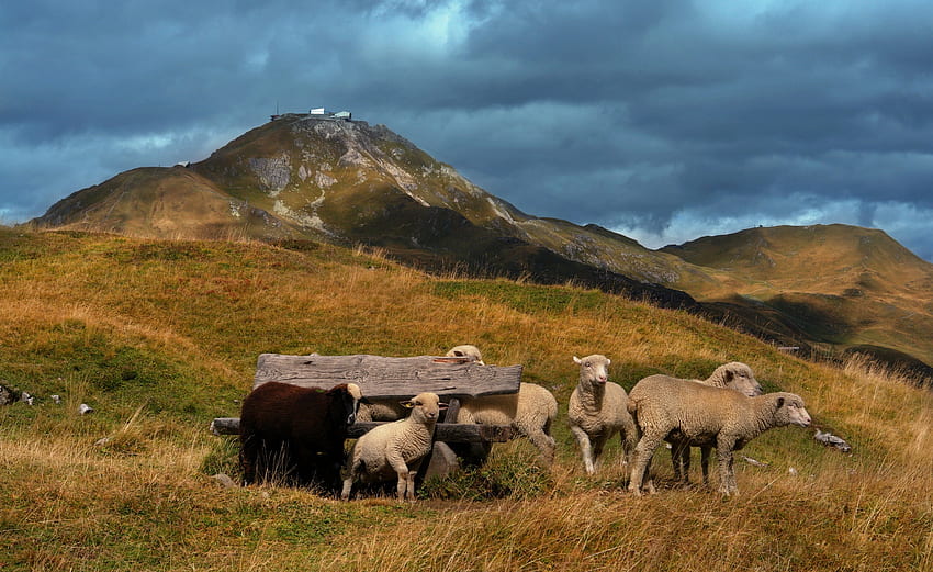 Sheep, animal, pasture, mountain HD wallpaper