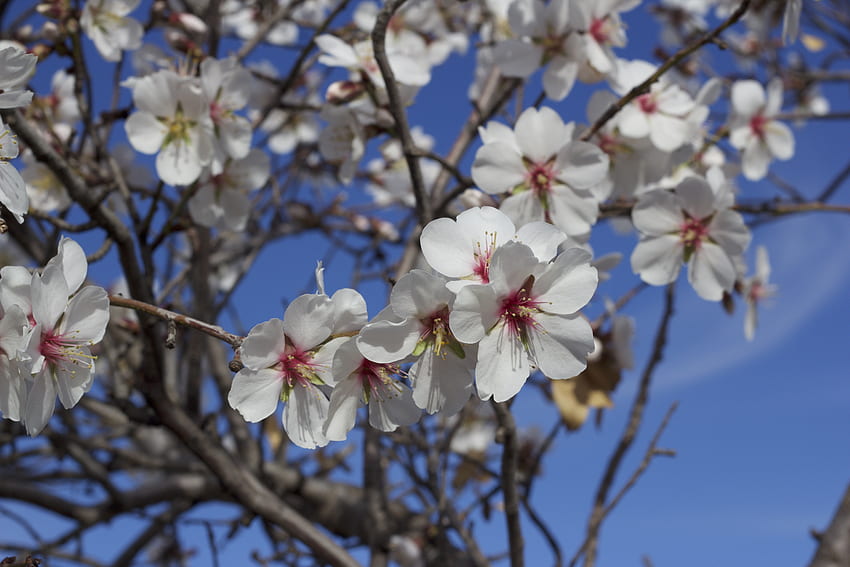 Flowers, Macro, Bloom, Flowering, Spring, Almond Tree HD wallpaper