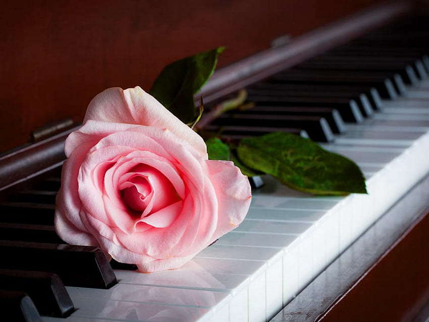 A rose from a stranger, keys, stranger, beautiful, unknown, nice, melody, rose, pink, music, piano, pretty, flower, lovely HD wallpaper