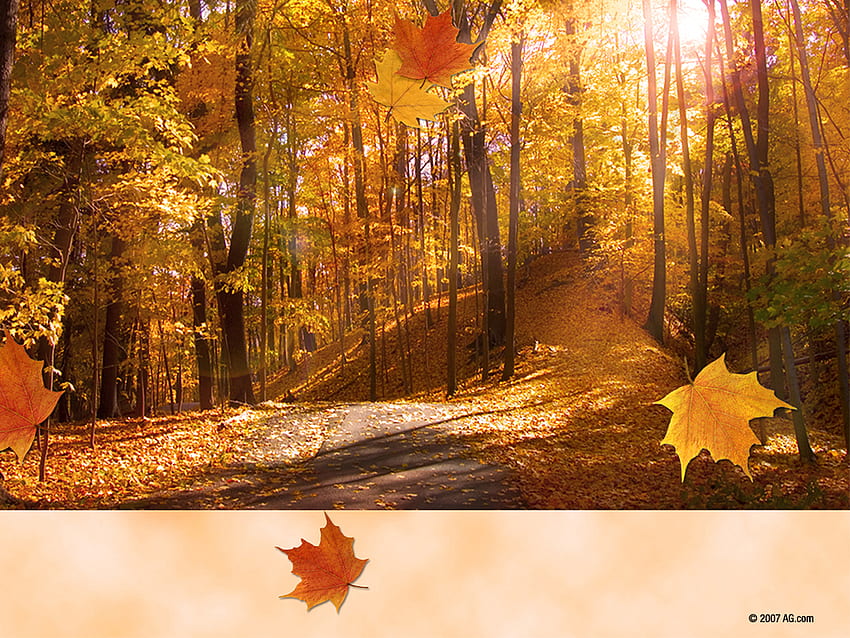 Spirit of autumn, autumn, season, orange, tree HD wallpaper