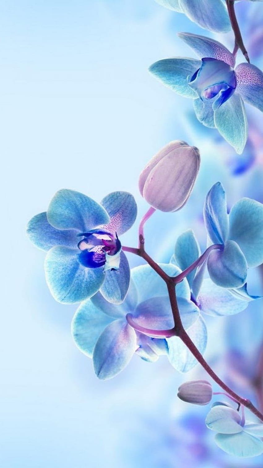 + spring for your phone and computer, Blue Flower Phone HD phone wallpaper