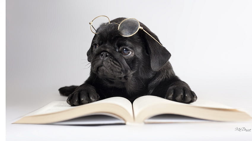 Скучна книга, куче, четене, сладко, книги, кученце, кученце, просто, умно, очила, мопс, библиотека, причудлив HD тапет