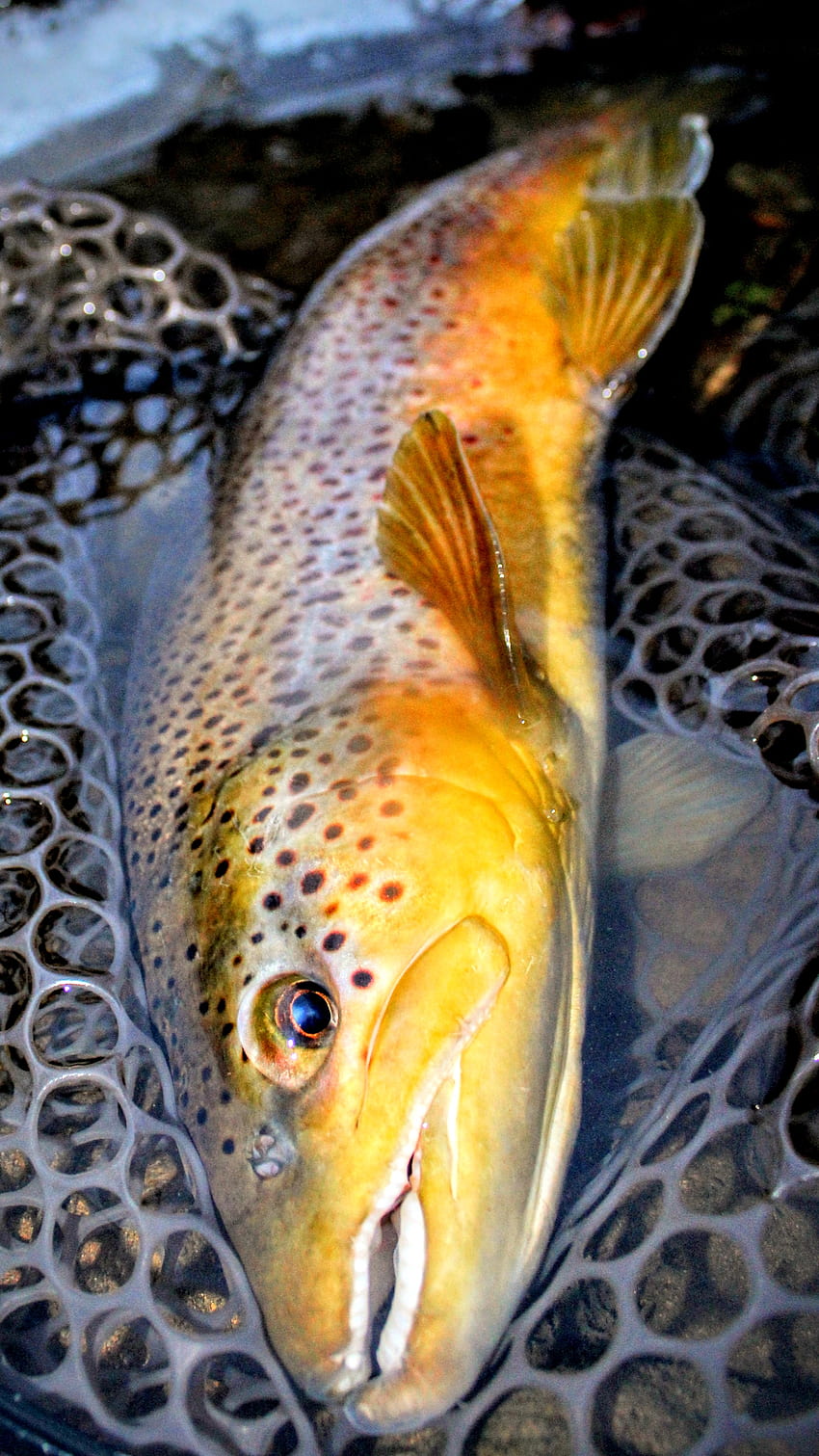 야생 갈색 송어, 낚시, brown_trout, fly_fishing HD 전화 배경 화면