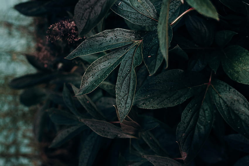 หยด พืช มาโคร มืด เปียก แผ่น ใบไม้ ชื้น วอลล์เปเปอร์ HD