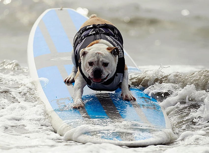 SURFING DOG、犬、サーフィン、ブルドッグ、かわいい、水、ビーチ 高画質の壁紙