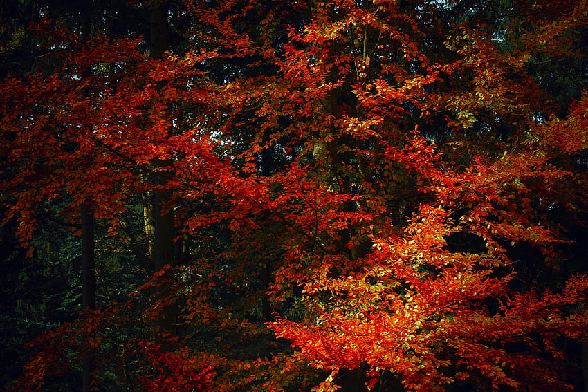 Alam, Pohon, Musim Gugur, Daun, Cabang, Bayangan, Warna Musim Gugur, Cat Musim Gugur Wallpaper HD