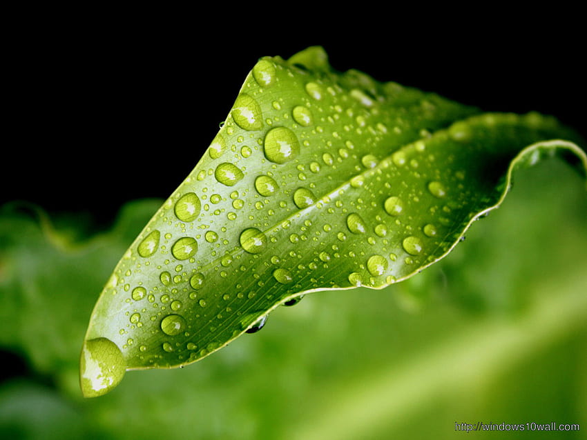 自然の緑の葉と雨の水滴 - Windows 10 高画質の壁紙