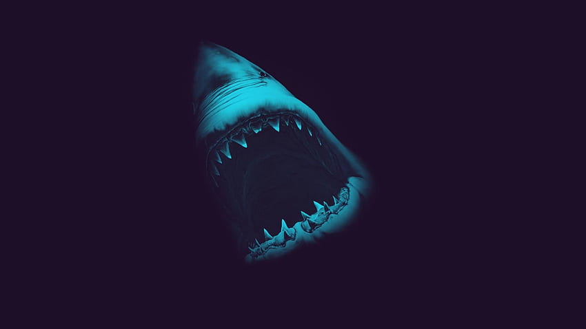 Scary Shark HD wallpaper