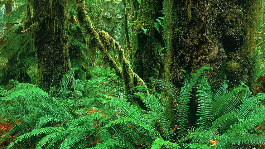 The Perpetual Explorer What the Hoh? Washington State's Hoh, Pacific Northwest Rainforest HD wallpaper