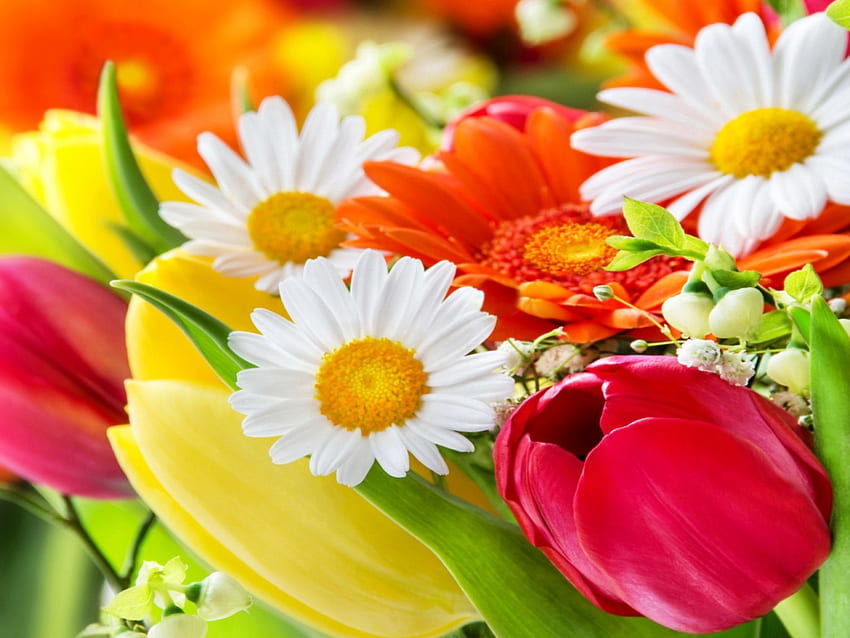 Spring bouquet, colorful, bouquet, beautiful, tulips, spring, daisies, pretty, freshness, flowers, lovely HD wallpaper