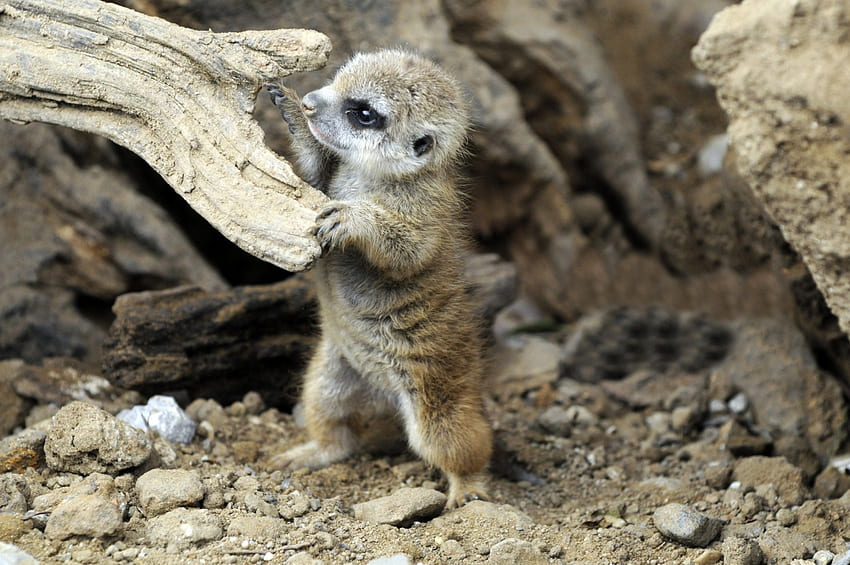 Meerkat, animal, bebê, pata papel de parede HD