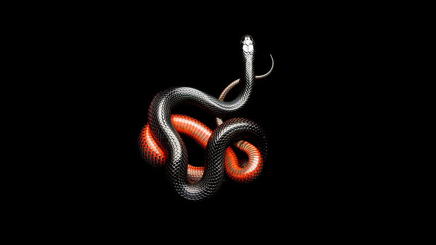 작은 뱀, 붉은 뱀 HD 월페이퍼