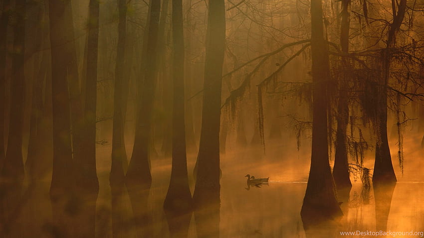 Forest, Tree, USA, Fog, Duck, Swamp, Mallard, Louisiana. Background HD wallpaper