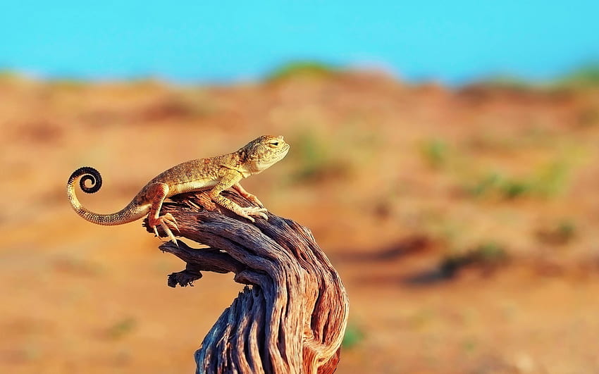 Desert Lizard [] für Ihr , Handy & Tablet. Entdecken Sie Eidechsen. Eidechsen, Eidechsen für Computer, Wüstentiere HD-Hintergrundbild