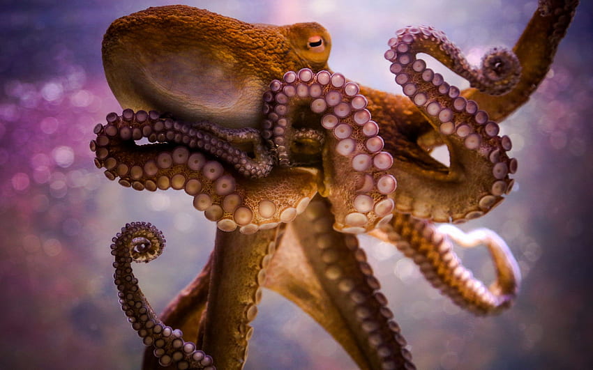 Пипала на октопод за - Октопод с висока разделителна способност - -, Октопод арт HD тапет