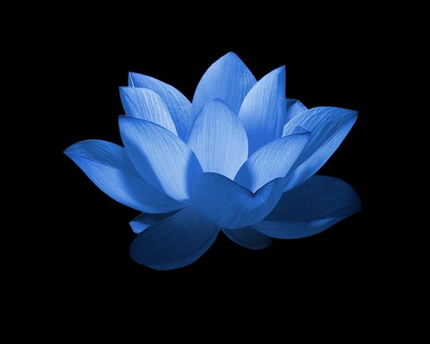 30 Beautiful Lotus Flower Tattoo Ideas  Inspirationfeed