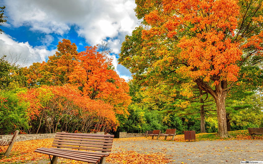 Hòa mình vào không khí mùa thu tràn ngập tại công viên thông qua hình nền đầy màu sắc và sống động. Tận hưởng khoảnh khắc thư giãn cùng với hình ảnh đẹp như tranh vẽ mà công viên mùa thu mang lại.