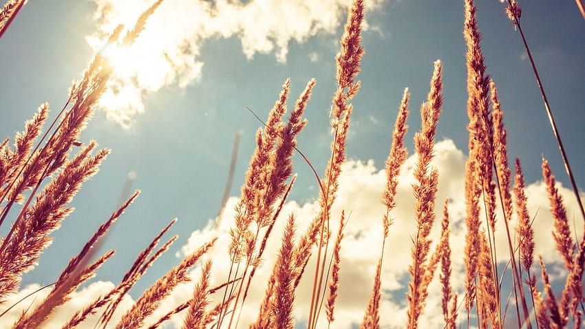 Bạn có biết lúa mì tự nhiên có rất nhiều lợi ích cho sức khỏe không? Đó là lý do vì sao nên dùng lúa mì tự nhiên trong chế độ ăn uống của bạn. Hình ảnh liên quan sẽ cho bạn thấy được sự đẹp và thanh khiết của các loại lúa mì tự nhiên.