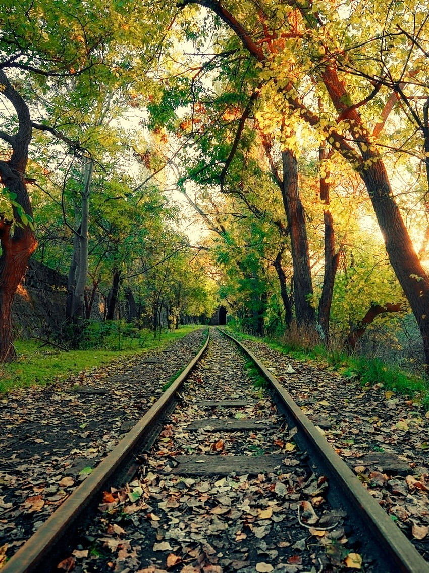 Doğal demiryolu hattı akşam güneş ışığı mobil Doğal demiryolu yolu akşam güneşi ışığı. Güzel doğa , Doğa , Güzel doğa manzaraları , Demiryolu yolu HD telefon duvar kağıdı