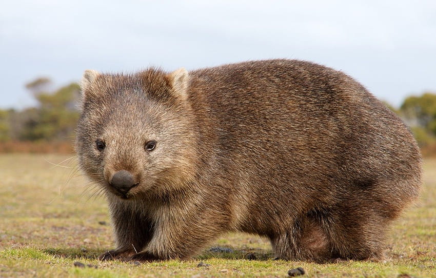 Australia, animal, mammals, chord, marsupials, chubby, Wombat, dvortsovye, ambatovy for , section животные, Australian Animal HD wallpaper