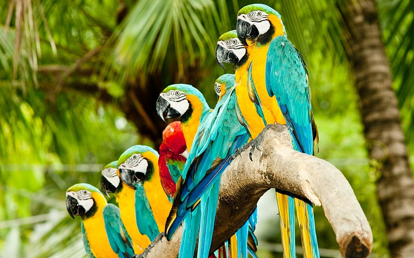 Zwierzęta, ptaki, papugi Tapeta HD
