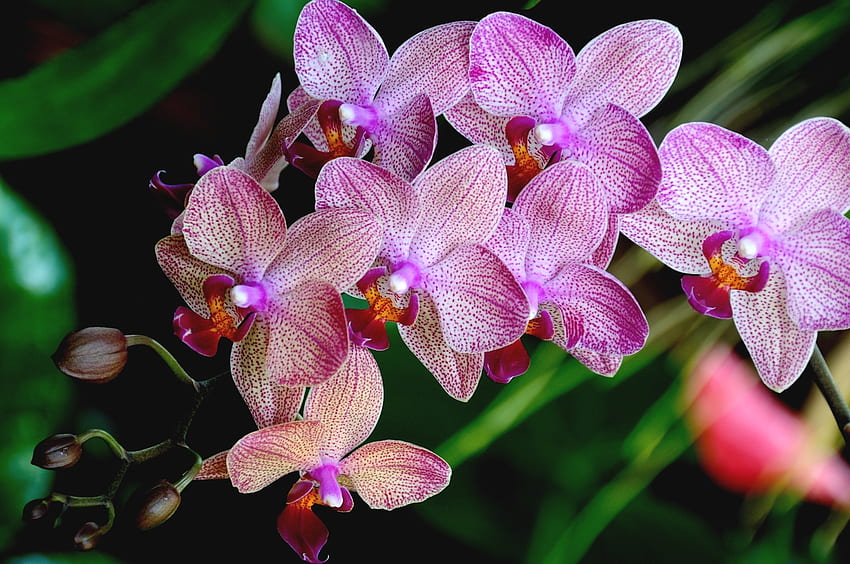Orchids, Flowers, Petals, Purple HD wallpaper