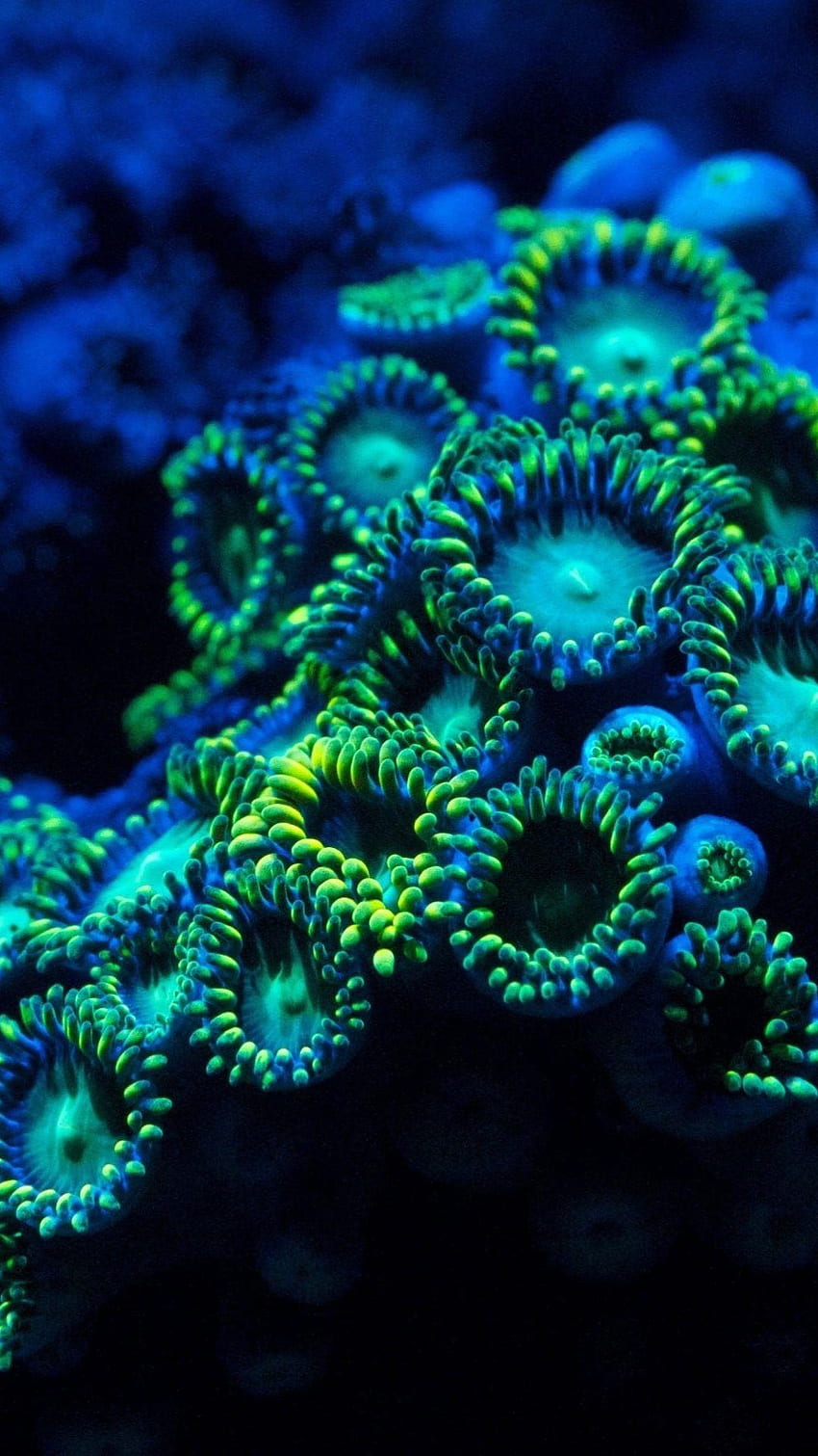 Zoanthid . Zoanthid, Coral Reef HD phone wallpaper | Pxfuel