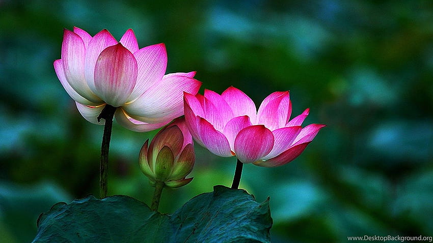 Lotus Flower Buddha . HD wallpaper