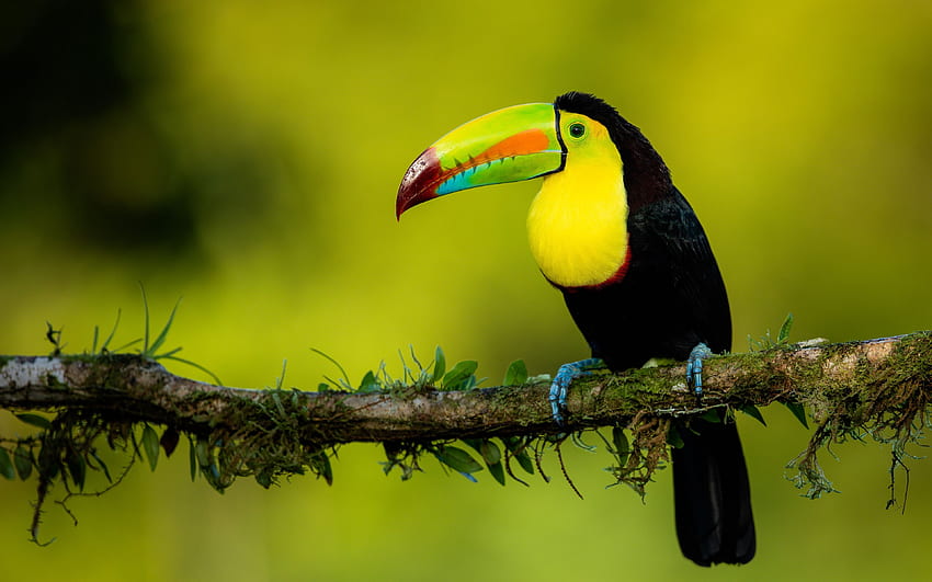 Toucan and Background, Tucan HD wallpaper
