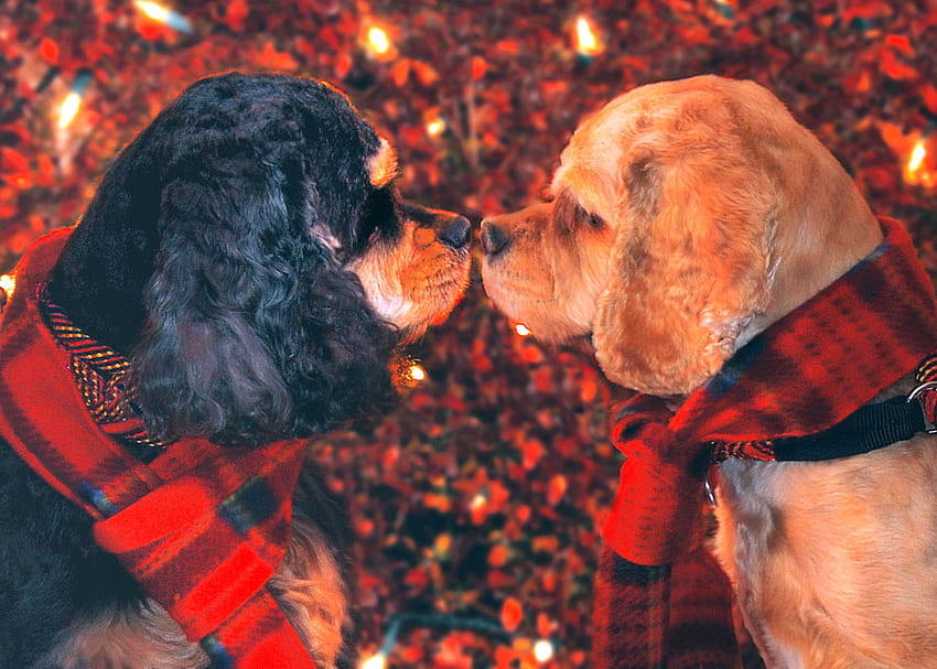FRIENDS FOR THE HOLIDAYS, dogs, cute, adorable, friendly HD wallpaper